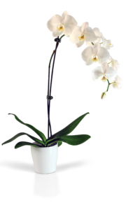 Potted Phaleanopsis Orchid