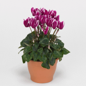 cyclamen_potted